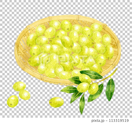 Green olives harvested in a bamboo sieve Hand-drawn watercolor illustration of fruit Green olives harvested in a bamboo sieve Hand-drawn watercolor illustration of fruit 113319519