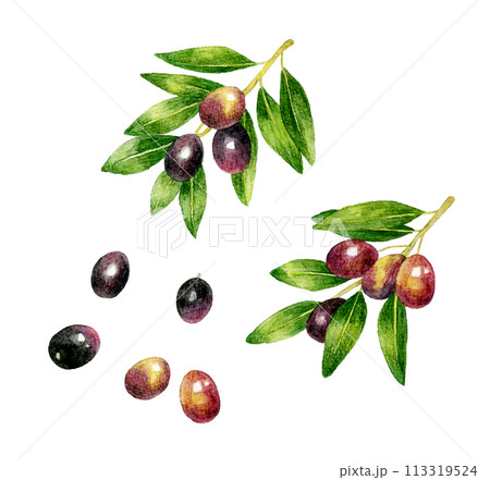葉っぱ付きの黒色のオリーブ　フルーツの手描き水彩イラスト素材 113319524