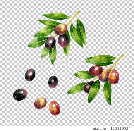 葉っぱ付きの黒色のオリーブ　フルーツの手描き水彩イラスト素材 113319524
