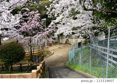 五月山動物園 桜 五月山動物園 桜 113319607