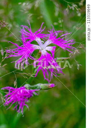 カワラナデシコ 113319649