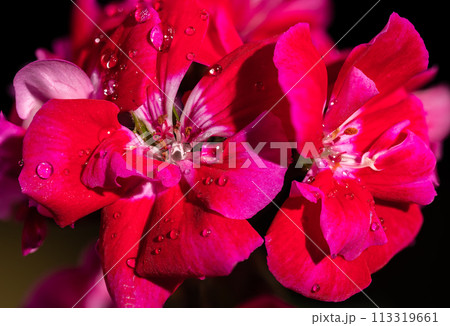 Red kalanchoe flowers on a black background 113319661
