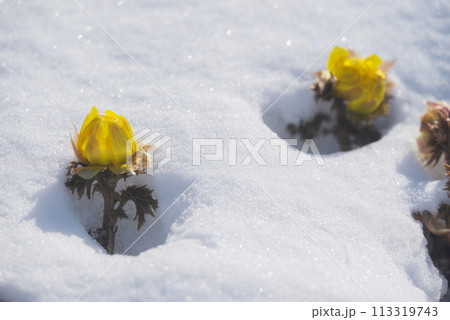 淡雪と福寿草【赤怒田福寿草群生地】 淡雪と福寿草【赤怒田福寿草群生地】 113319743