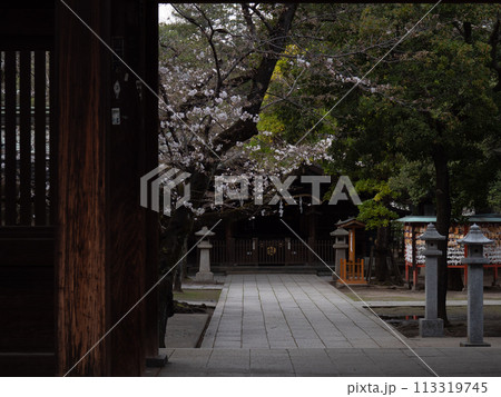 夕暮れの神社の参道と咲き始めた桜の花　埼玉県川口市川口神社 113319745