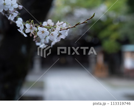 夕暮れの神社の参道と咲き始めた桜の花 埼玉県川口市川口神社 夕暮れの神社の参道と咲き始めた桜の花 埼玉県川口市川口神社 113319746