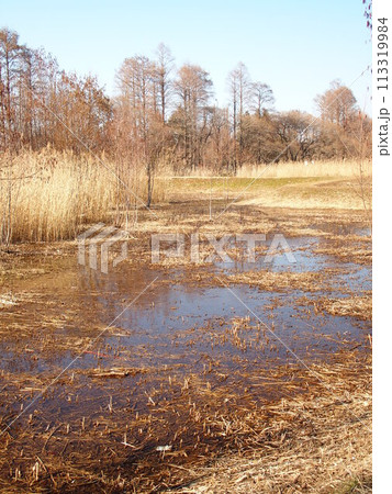 冬の水元公園の葭原のあった湿地風景 冬の水元公園の葭原のあった湿地風景 113319984