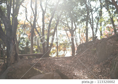 光の射す森の中 113320002