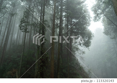 霧の森 113320143