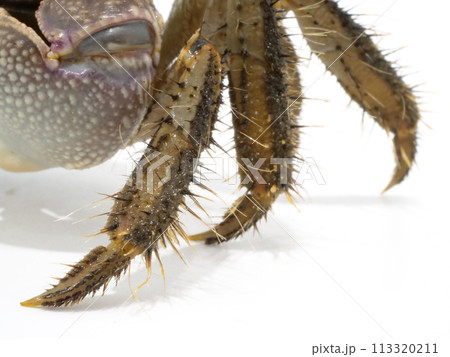 アカテガニの毛むくじゃらの脚 113320211