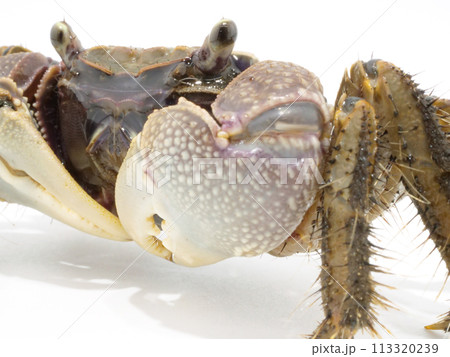 斜めなアカテガニ 113320239