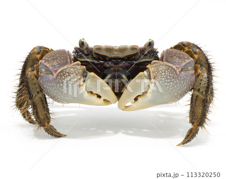前を向くアカテガニ 前を向くアカテガニ 113320250
