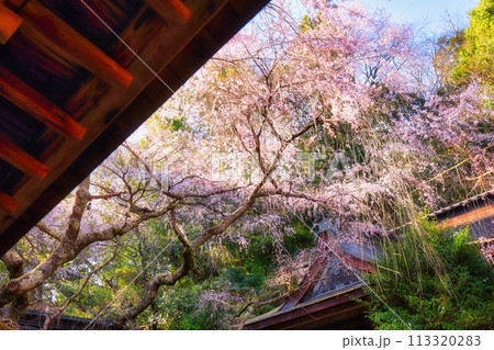 世界遺産の吉野山の枝垂れ桜 113320283