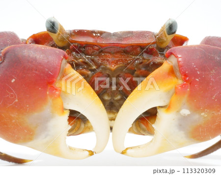 アカテガニの顔のアップ アカテガニの顔のアップ 113320309