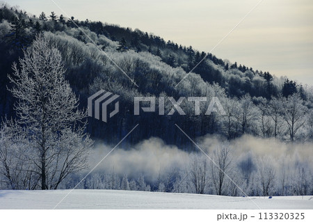霧氷に覆われた木々 113320325