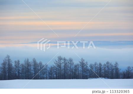冬の朝焼けのカラマツ林 113320365