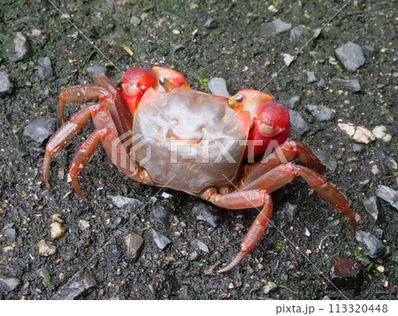 アカテガニの後ろ姿 アカテガニの後ろ姿 113320448