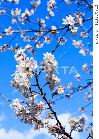 2024年東大寺の春　青空と白い雲を背景に咲き誇る桜の花④ 113320512