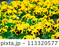パンジー　イエロー 113320577