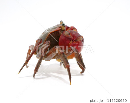 真横から見たアカテガニ 真横から見たアカテガニ 113320620