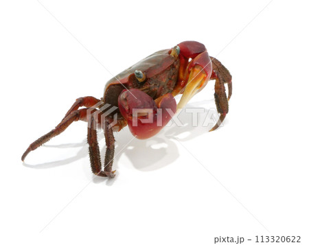 少し上から見たアカテガニ 少し上から見たアカテガニ 113320622