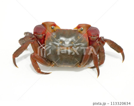 アカテガニの背中 アカテガニの背中 113320634