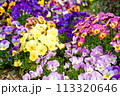 すみれ　複数の色 113320646