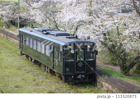 糒駅の桜と「黒銀」（平成筑豊鉄道） 113320873