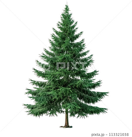 Fir isolated on a white or transparent background. Fir tree with green leaves close-up, front view. Graphic design element on the theme of nature and caring for trees. 113321038