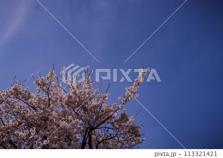 青空と満開の桜1 113321421