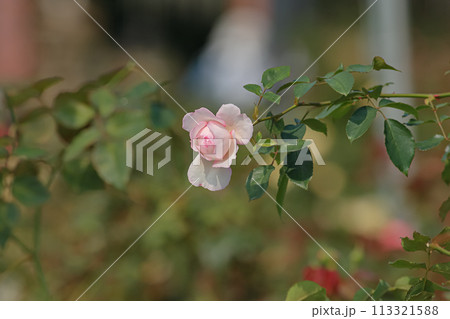 薔薇 バラ科 バラ 113321588