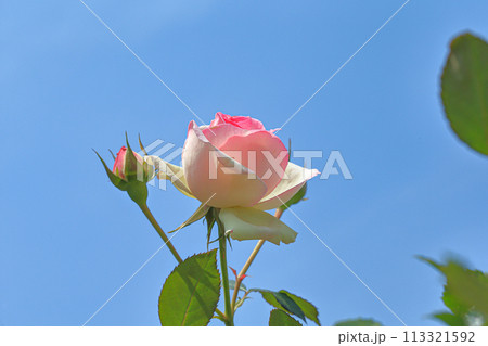 薔薇 バラ科 バラ 113321592