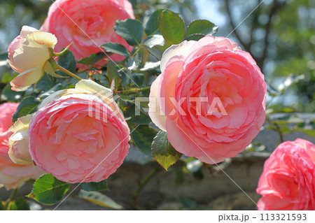 薔薇 バラ科 バラ 113321593