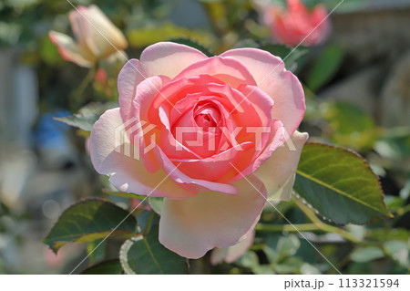 薔薇 バラ科 バラ 113321594