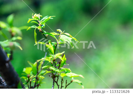 光を浴びて輝く若葉の新緑 113321626