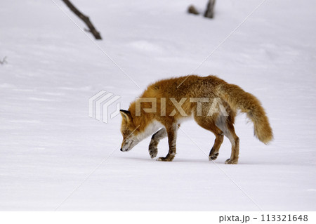 雪原で獲物の気配を窺うキタキツネ 雪原で獲物の気配を窺うキタキツネ 113321648