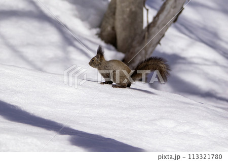 雪上を駆けるエゾリス 雪上を駆けるエゾリス 113321780