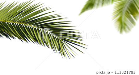 Palm leaves on transparent background 113321783