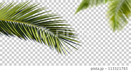 Palm leaves on transparent background 113321783