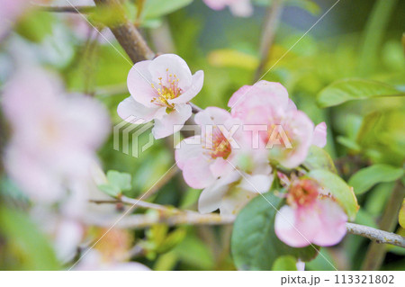 春らしいピンク色のボケの花 113321802