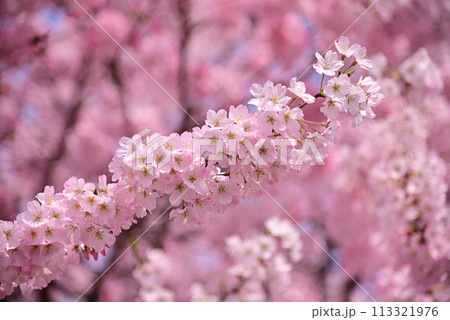 春を代表する桜の花 113321976