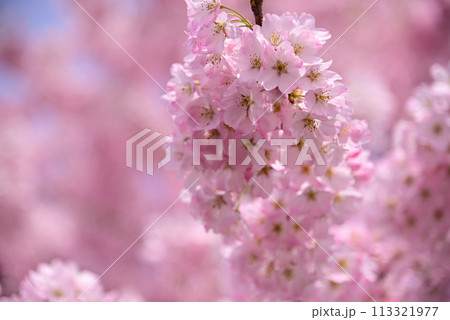 春を代表する桜の花 113321977