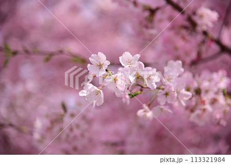 春を代表する桜の花 113321984