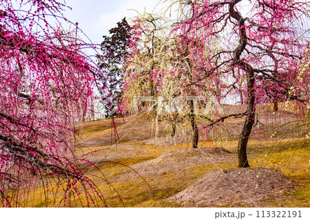 【京都風景】三室戸寺 しだれ梅園はまるで天空の花園 【京都風景】三室戸寺 しだれ梅園はまるで天空の花園 113322191