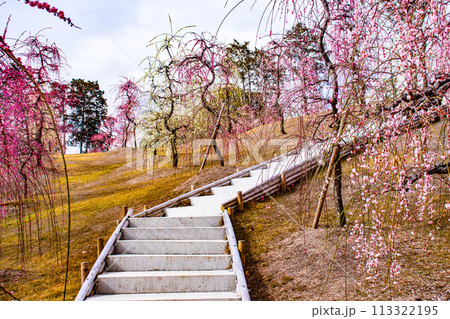 【京都風景】三室戸寺 しだれ梅園はまるで天空の花園 【京都風景】三室戸寺 しだれ梅園はまるで天空の花園 113322195