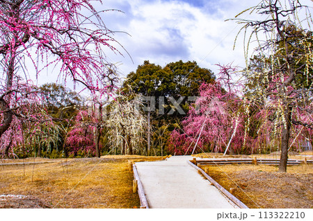 【京都風景】三室戸寺　しだれ梅園はまるで天空の花園 113322210