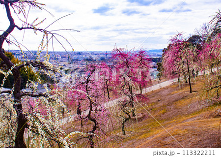 【京都風景】三室戸寺　しだれ梅園はまるで天空の花園 113322211
