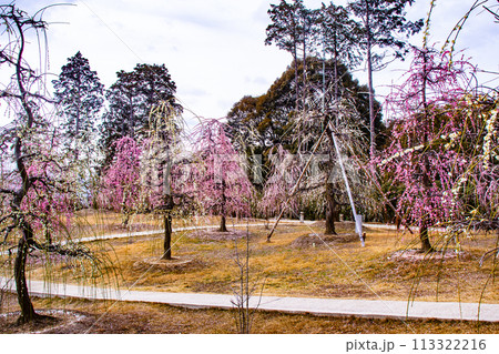 【京都風景】三室戸寺　しだれ梅園はまるで天空の花園 113322216