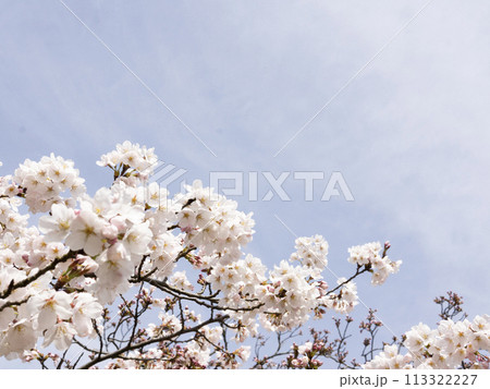 青空に映える桜 青空に映える桜 113322227