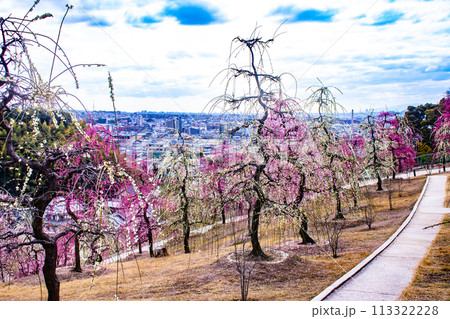【京都風景】三室戸寺 しだれ梅園はまるで天空の花園 【京都風景】三室戸寺 しだれ梅園はまるで天空の花園 113322228