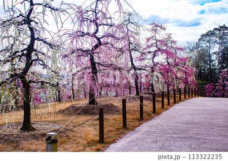 【京都風景】三室戸寺 しだれ梅園はまるで天空の花園 【京都風景】三室戸寺 しだれ梅園はまるで天空の花園 113322235
